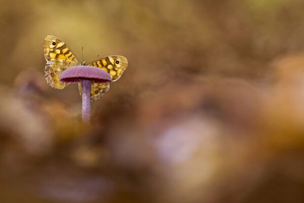 Бабочка сидит на грибе на размытом фоне