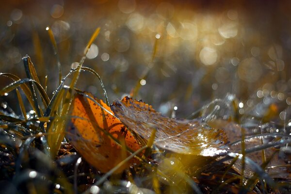 Autumn leaves in the grass with dew