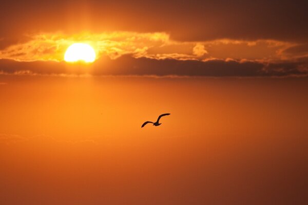 Seagull on the background of sunset at sea