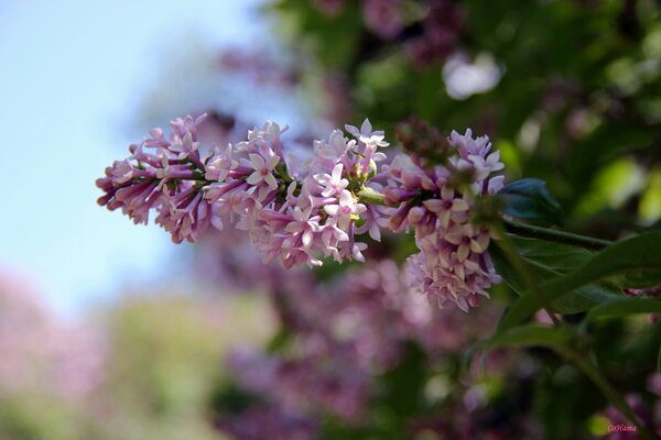 Frische Fliederblumen