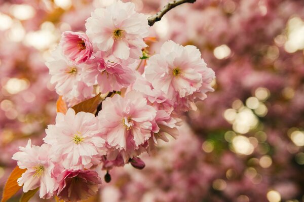 Foto macro del ramo Sakura