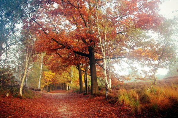 Route d automne dans la forêt russe