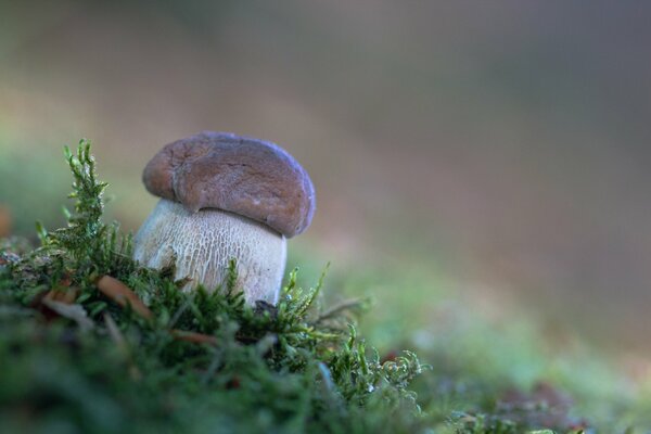 Gran hongo blanco en el bosque