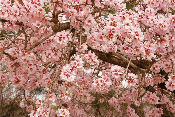 Abundant flowering of an exotic tree