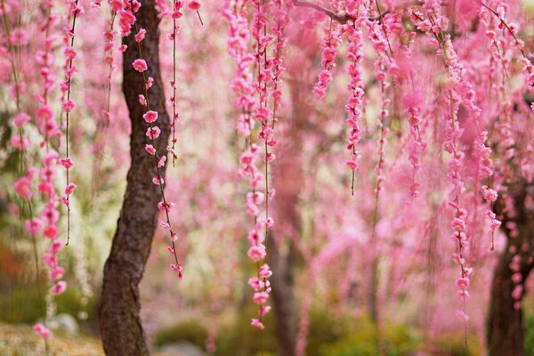 Beautiful pink flowers on a tree