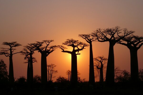 Silhouettes of baobabs against the sunset