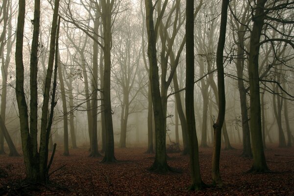 Baumstämme im Nebel