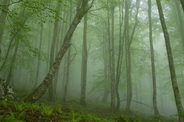 Nebel im Wald. dichter Wald