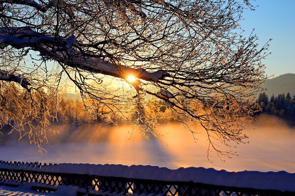 A tree branch in winter against the background of the sun