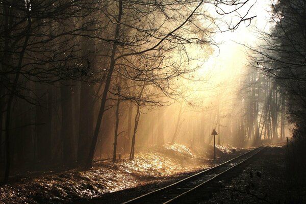Rails in the forest under the rays of the sun