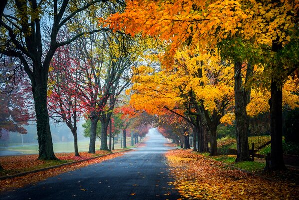 Осень в парке, дорога усыпана разноцветными листьями
