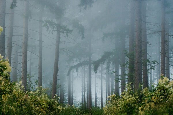 Фотография деревьев в лесу в тумане