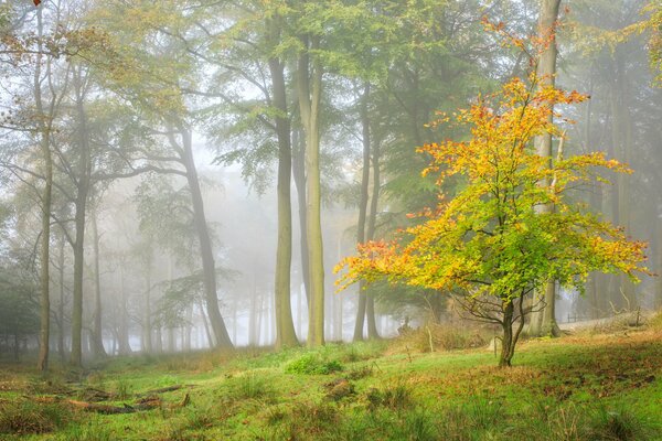 Herbstbaum Landschaft im Wald