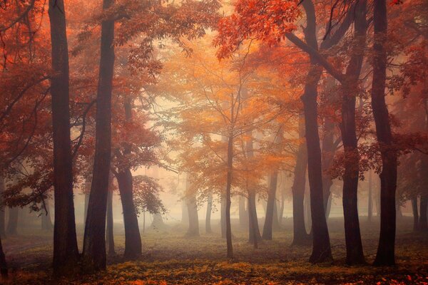 Bosque de hadas de otoño cubierto de niebla