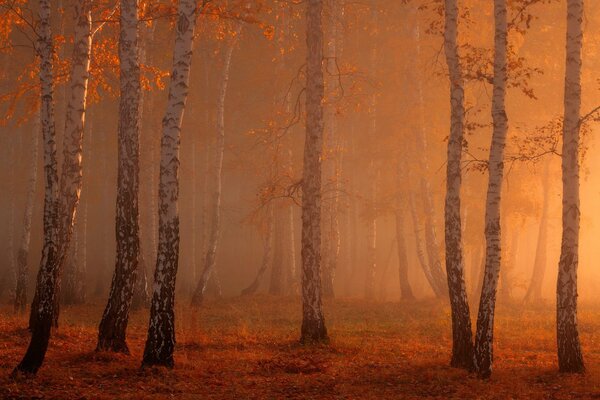 Am Morgen ist alles im Nebel so schön