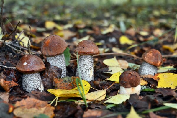 I funghi crescono nella foresta autunnale