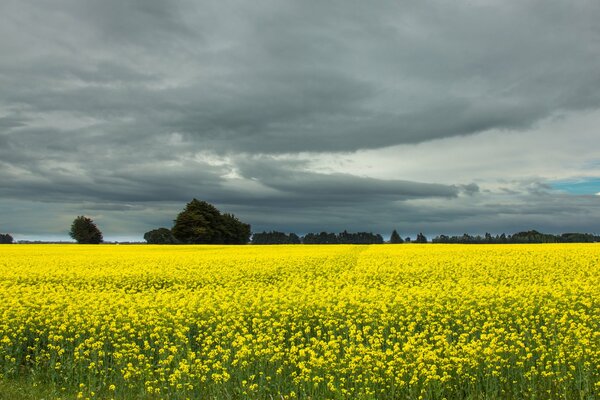 Champ de fleurs jaunes par mauvais temps