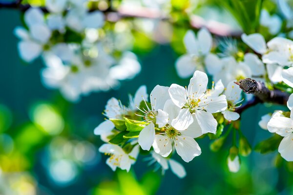 Les branches du pommier ont commencé à fleurir