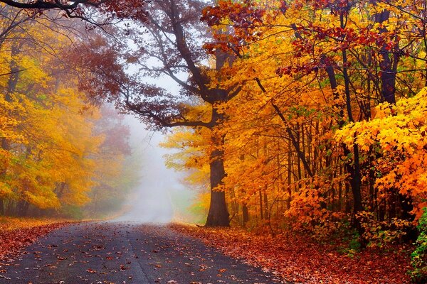 La strada nel mezzo di una foresta colorata d autunno va in una distanza nebbiosa