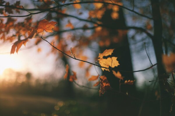 Las hojas amarillas de otoño cuelgan solitarias del árbol