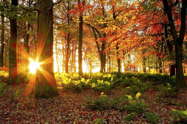 Autunno foresta e sole splendente