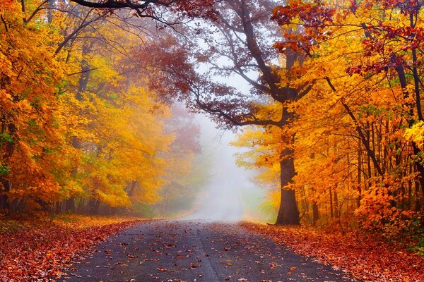 Route à travers la forêt d automne, nature