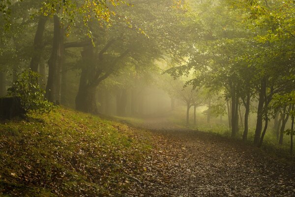 Fog descended on the autumn forest