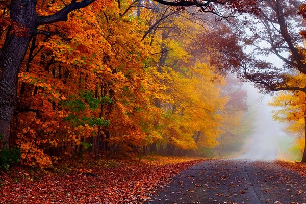 Otoño es el momento de los ojos encanto