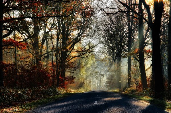 Forest Highway to nowhere