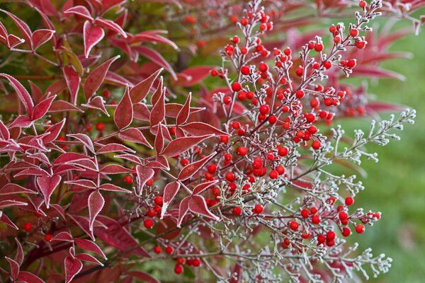 Makrobild der herbstlichen roten Blätter und Beeren mit Frost bedeckt