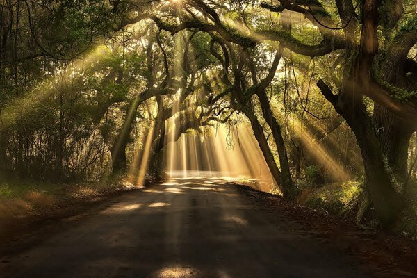 Los rayos de luz atraviesan los árboles