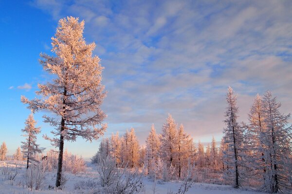 Paysage d hiver-arbres dans le givre