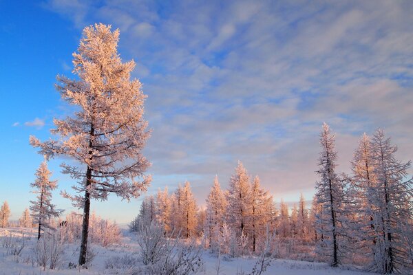 Zimowy krajobraz-drzewa w szronie