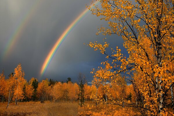 Rainbow on the background of golden autumn