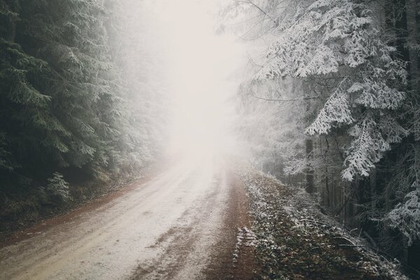 Nature of a forest road with snow in the fog