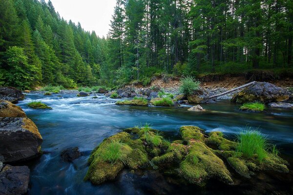 Mountain river forest stones