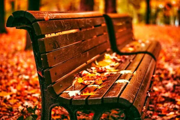 Banc de parc dans les feuilles d érable