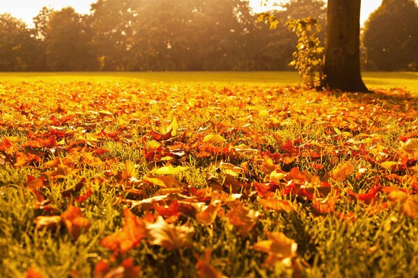 Golden autumn. Orange leaves on the grass