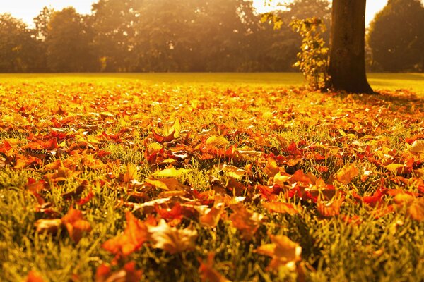 Золотая осень. Оранжевые листья на траве