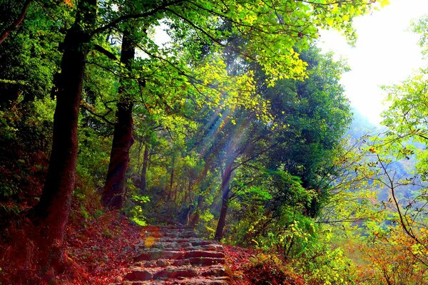 A path with steps in a green forest