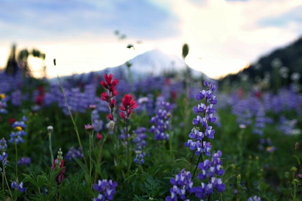 Meadow flowers at dawn