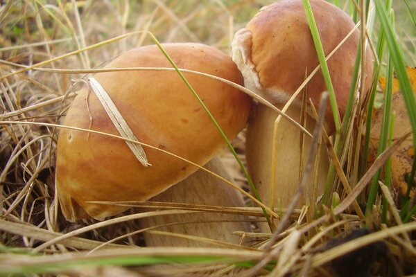 Steinpilze im hohen Gras