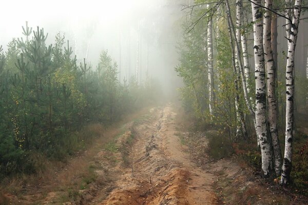 Strada nel boschetto in una mattina nebbiosa