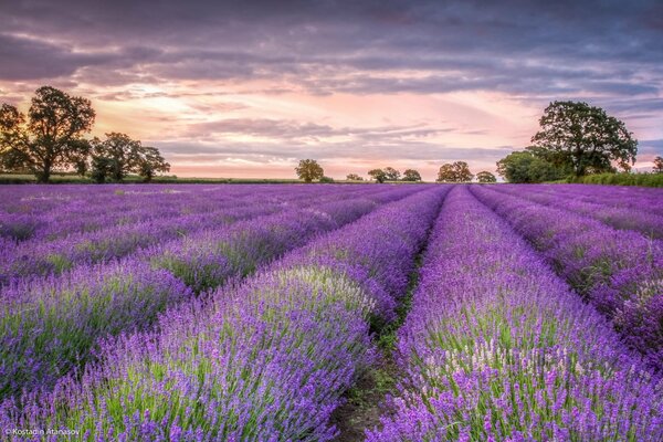 Lavender field at sunset