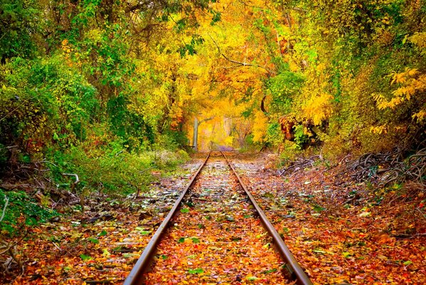 Rails à travers la forêt d automne, paysage