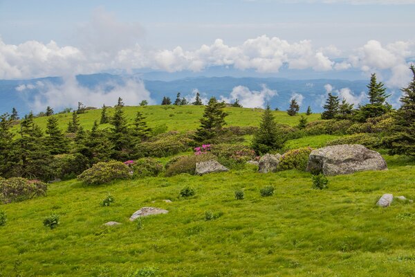 Prairie verte avec des arbres et des pierres