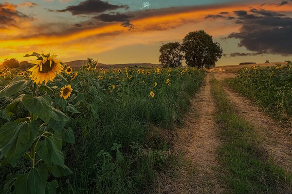 A field of sunflowers with the horizon at dawn