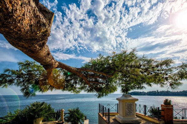 Pine branch over the sea