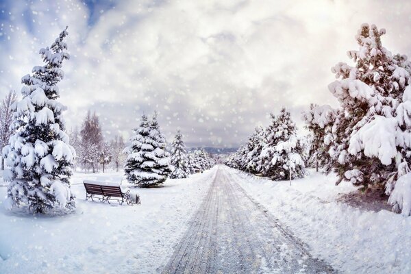 Snow-covered fir trees in the park in a snowfall