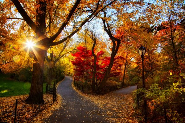 Coucher de soleil coloré dans le parc d automne